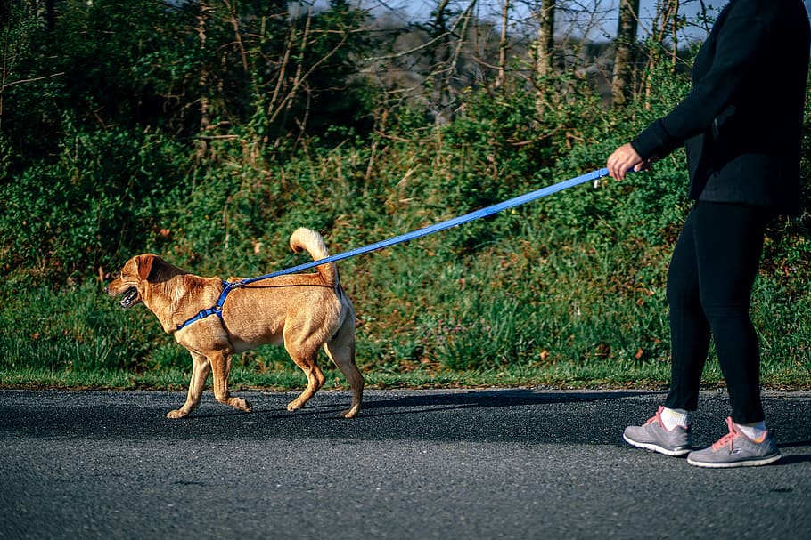 blog dog walking