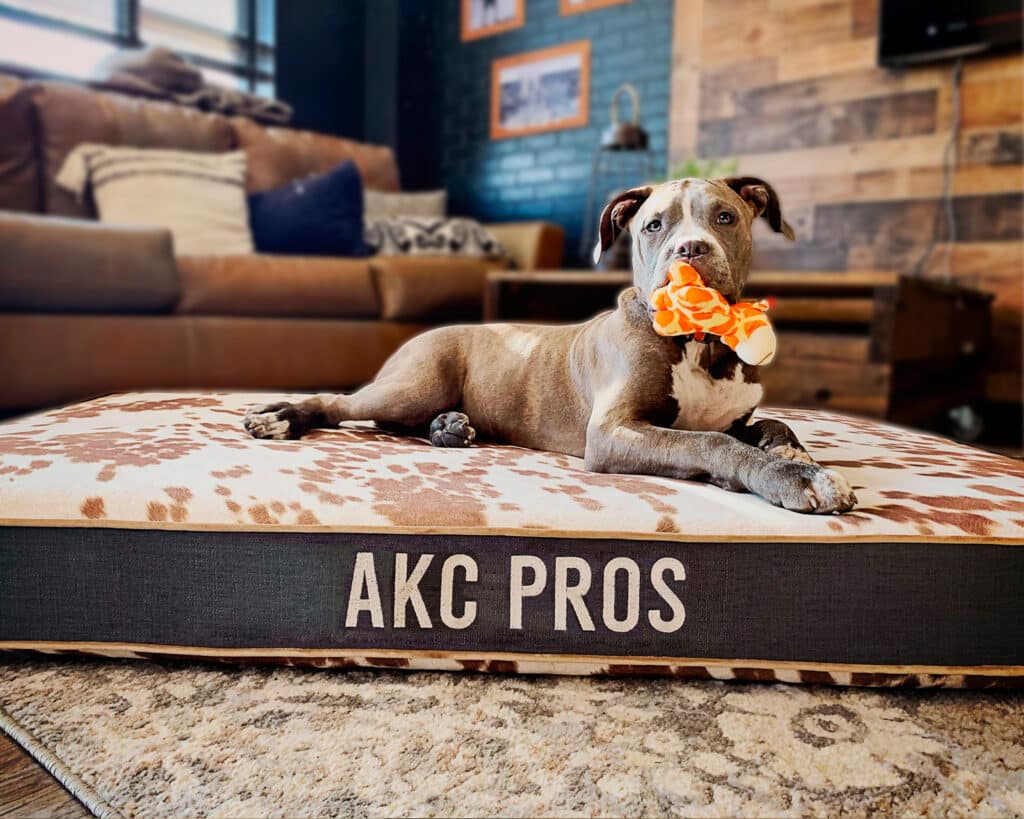 Western Dog Bed with High-Density Foam