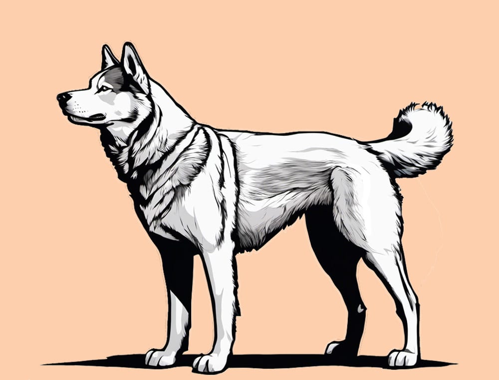 Husky XLarge Smaller