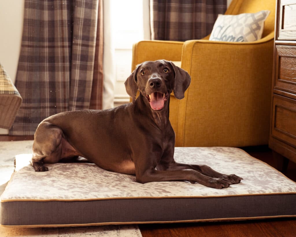 Memory Faom Dog Bed Cushion with grey faux cowhide
