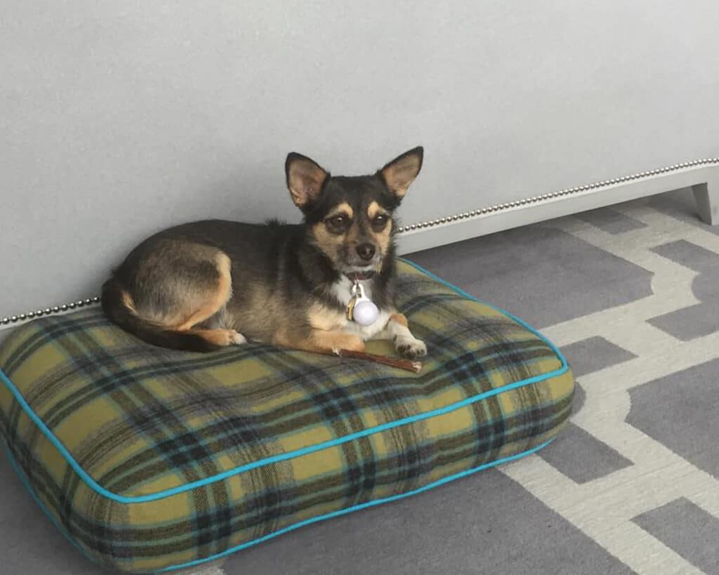 Dog Bed with COM fabrics
