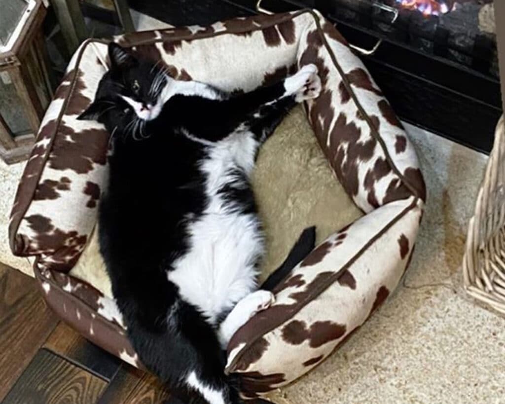 western cat bed