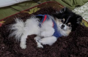 Miya Tuesday   day after discharge from hospital