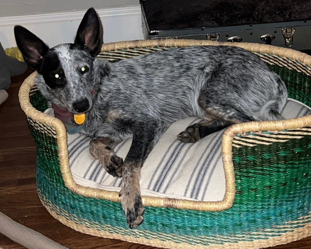 custom oval dog bed grain sack
