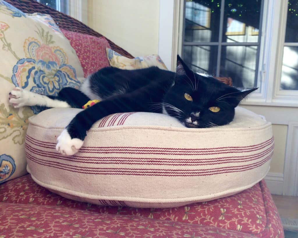 small round cat bed