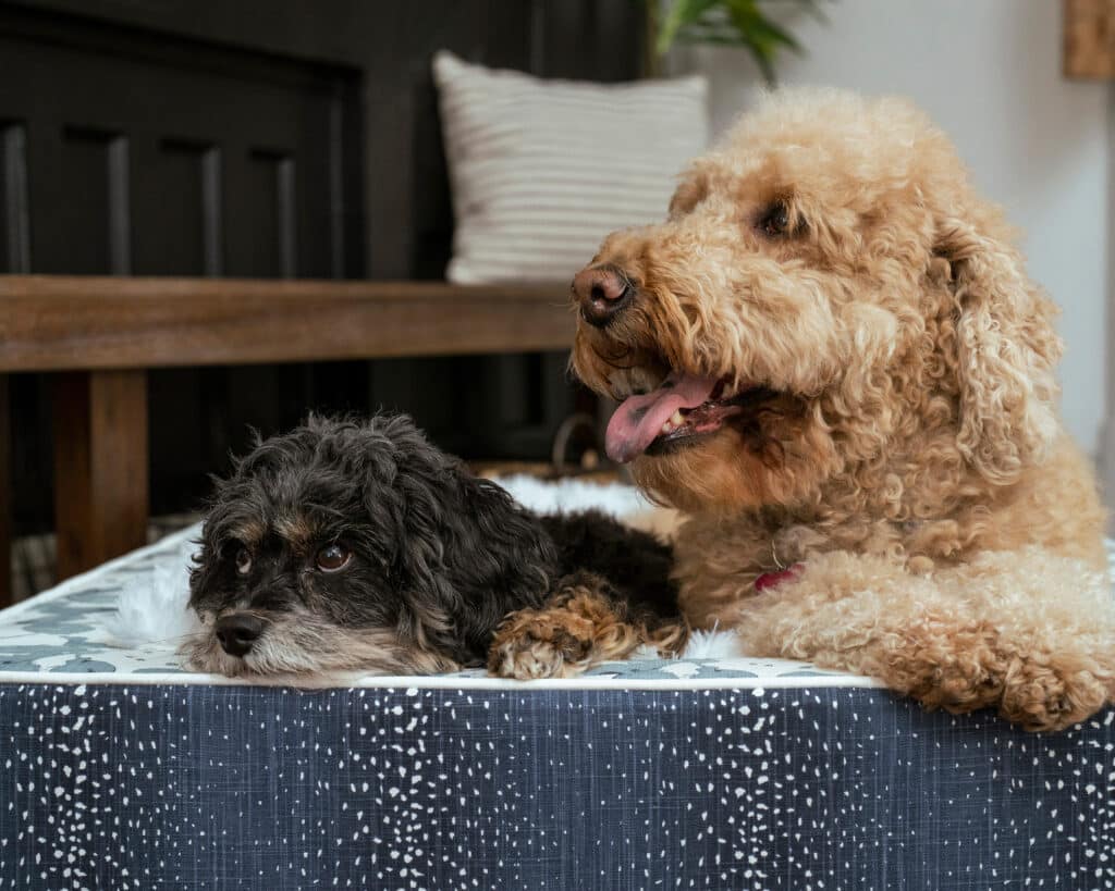 large dog bed for sharing luxuriously soft