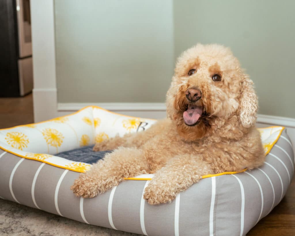 large personalized dog bed goldendoodle