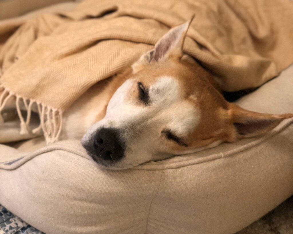 Cozy Sleeping Dog Feedsack Farmhouse Bed