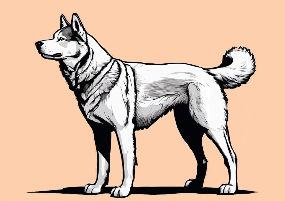 x-large size dog