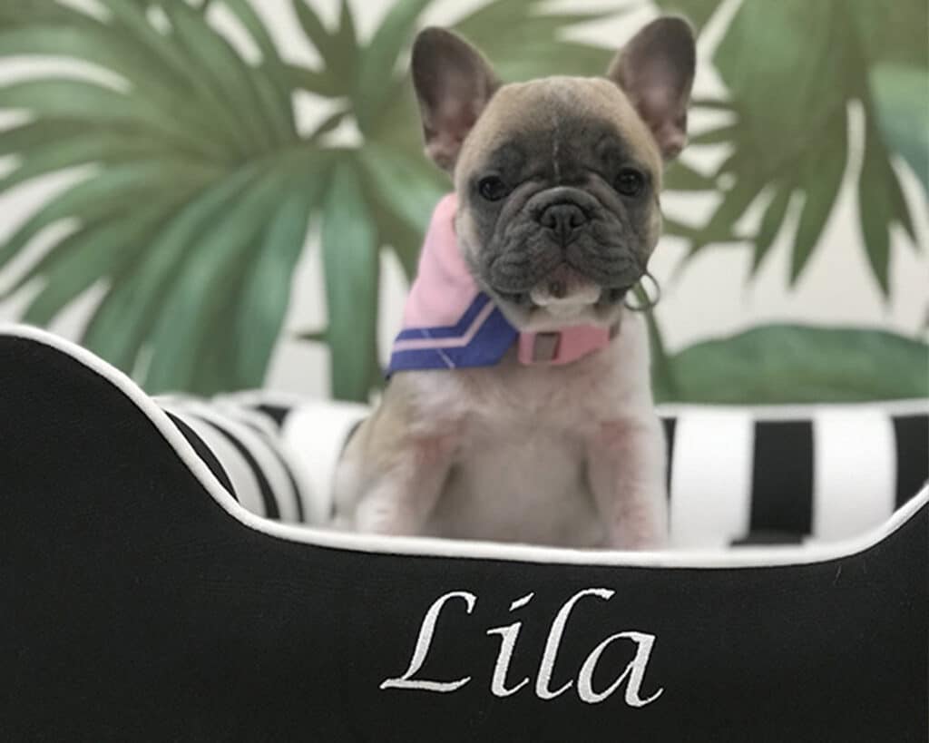personalized dog bed black white stripe