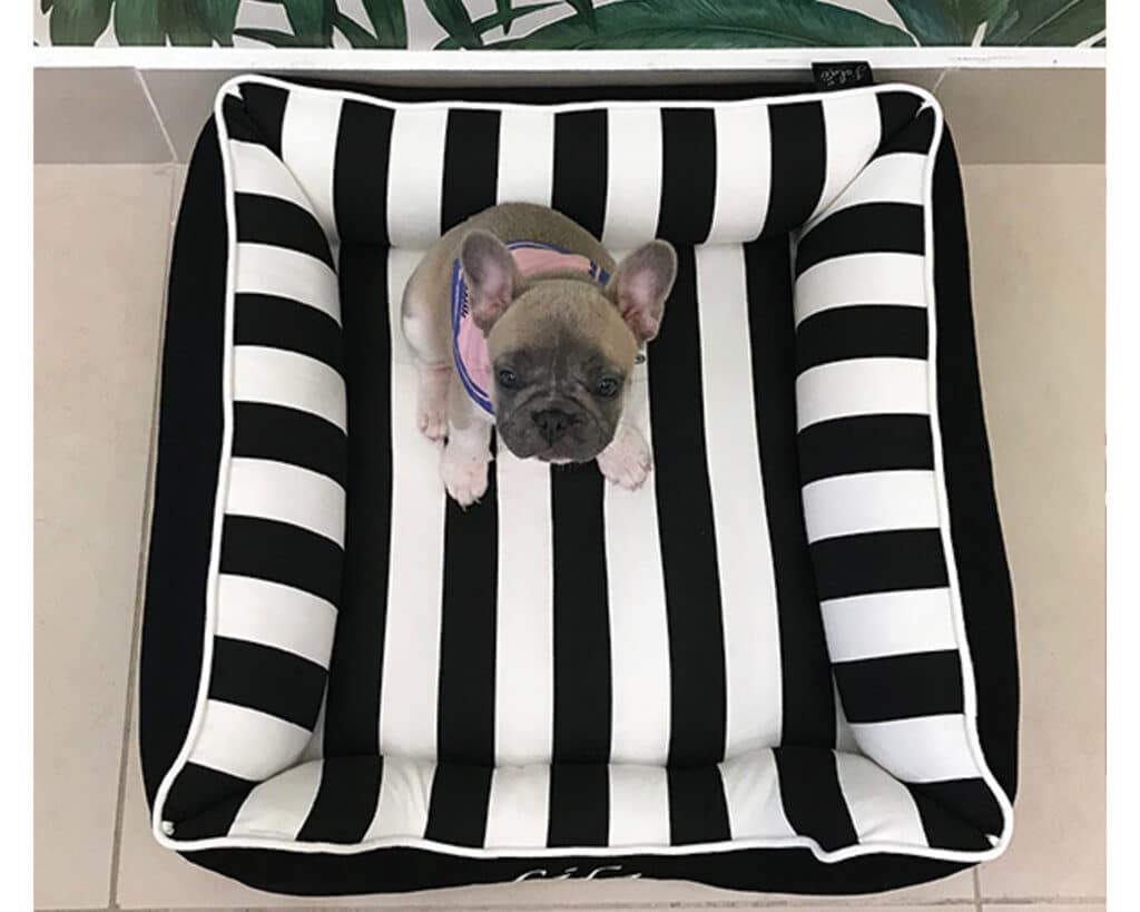 striking dog bed with bolsters