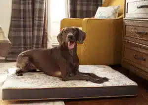 custom dog beds
